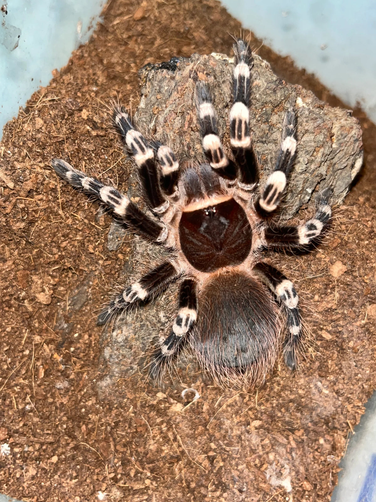 Acanthoscurria geniculata – ptasznik białokolanowy brazylijski, zdjęcie 6