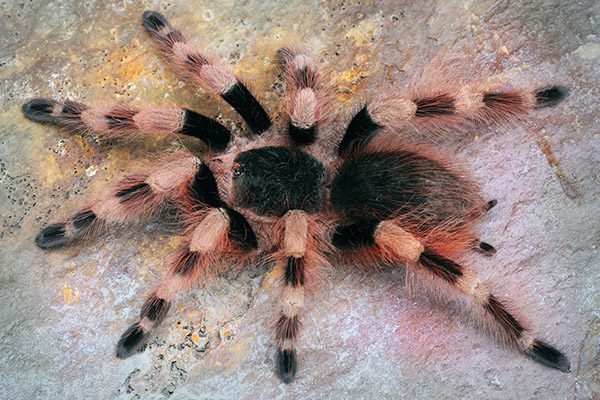 Nhandu coloratovillosus – ptasznik czerwono-czarny, zdjęcie 3