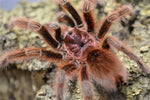 Grammostola rosea – ptasznik chilijski różowy, zdjęcie 4