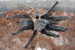 Chilobrachys sp. Kaeng Krachan – ptasznik kaeng krachan, zdjęcie 2
