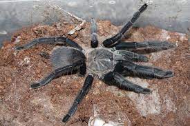 Chilobrachys sp. Kaeng Krachan – ptasznik kaeng krachan, zdjęcie 2