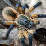 Monocentropus balfouri – ptasznik sokotrzański błękitny, zdjęcie 4