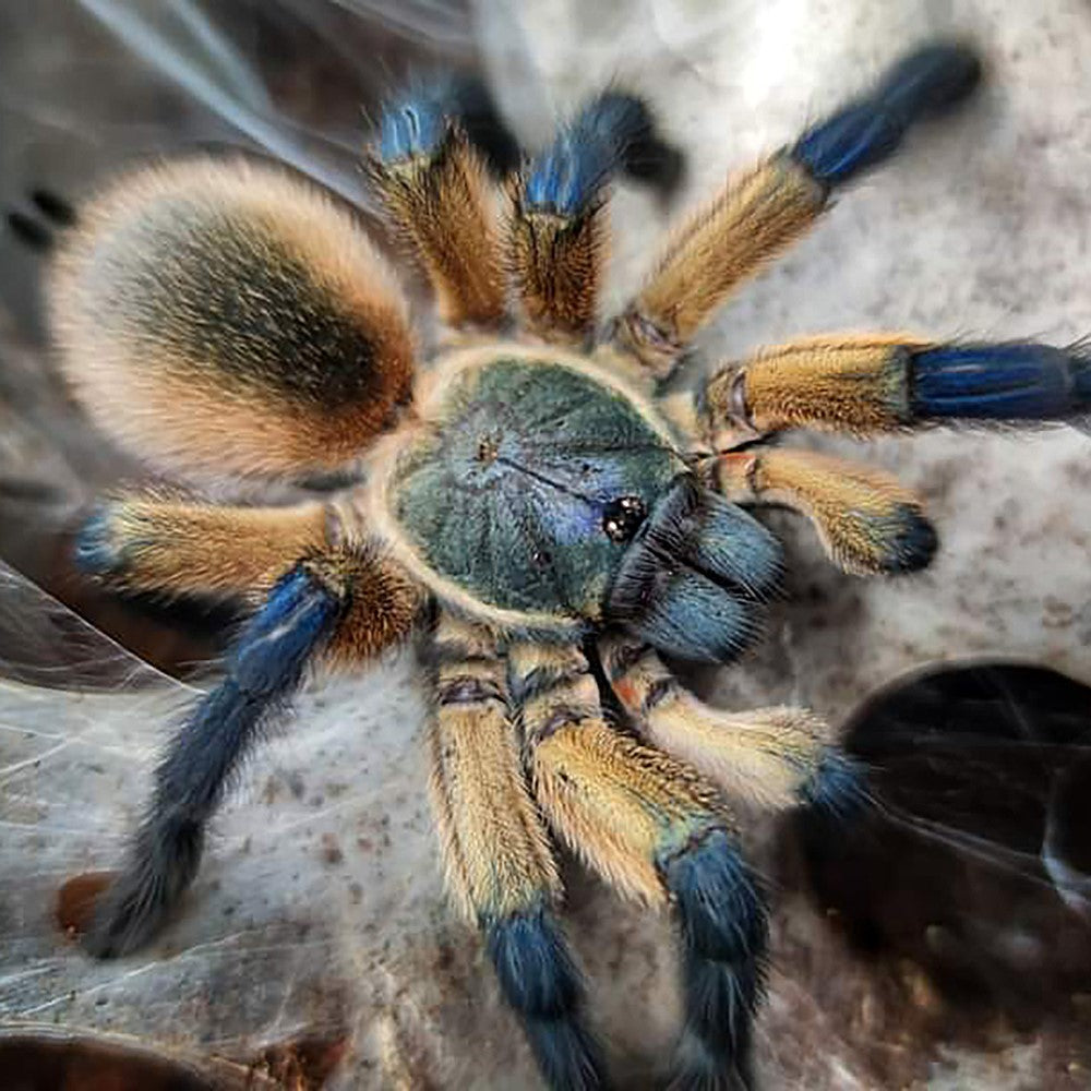 Monocentropus balfouri – ptasznik sokotrzański błękitny, zdjęcie 4