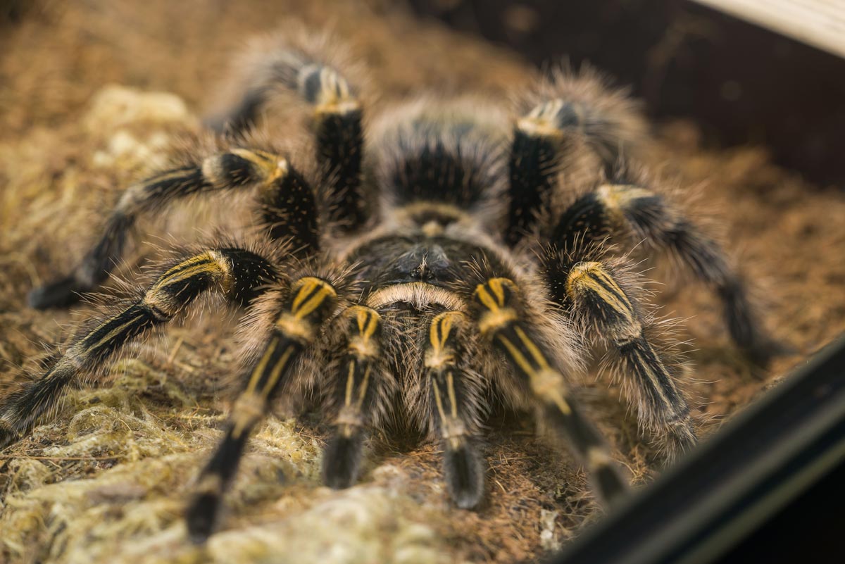 Grammostola pulchripes – ptasznik złotokolanowy, zdjęcie 6