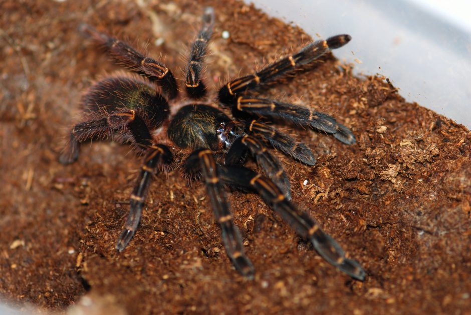 Ephebopus rufescens – mężec rudawy, zdjęcie 3