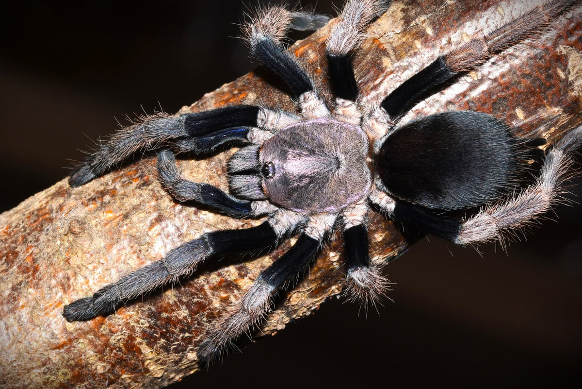 Haplocosmia himalayana – ptasznik himalajski, zdjęcie 5