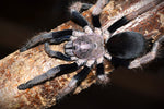 Haplocosmia himalayana – ptasznik himalajski, zdjęcie 5