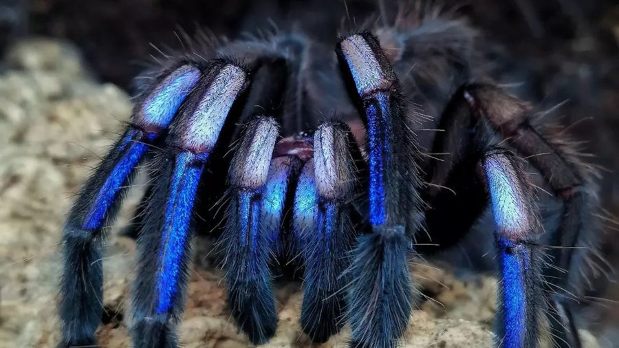 Chilobrachys natanicharum – ptasznik niebieski elektryczny, zdjęcie 4