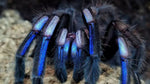 Chilobrachys natanicharum – ptasznik niebieski elektryczny, zdjęcie 4