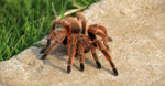 Grammostola rosea – ptasznik chilijski różowy, zdjęcie 5