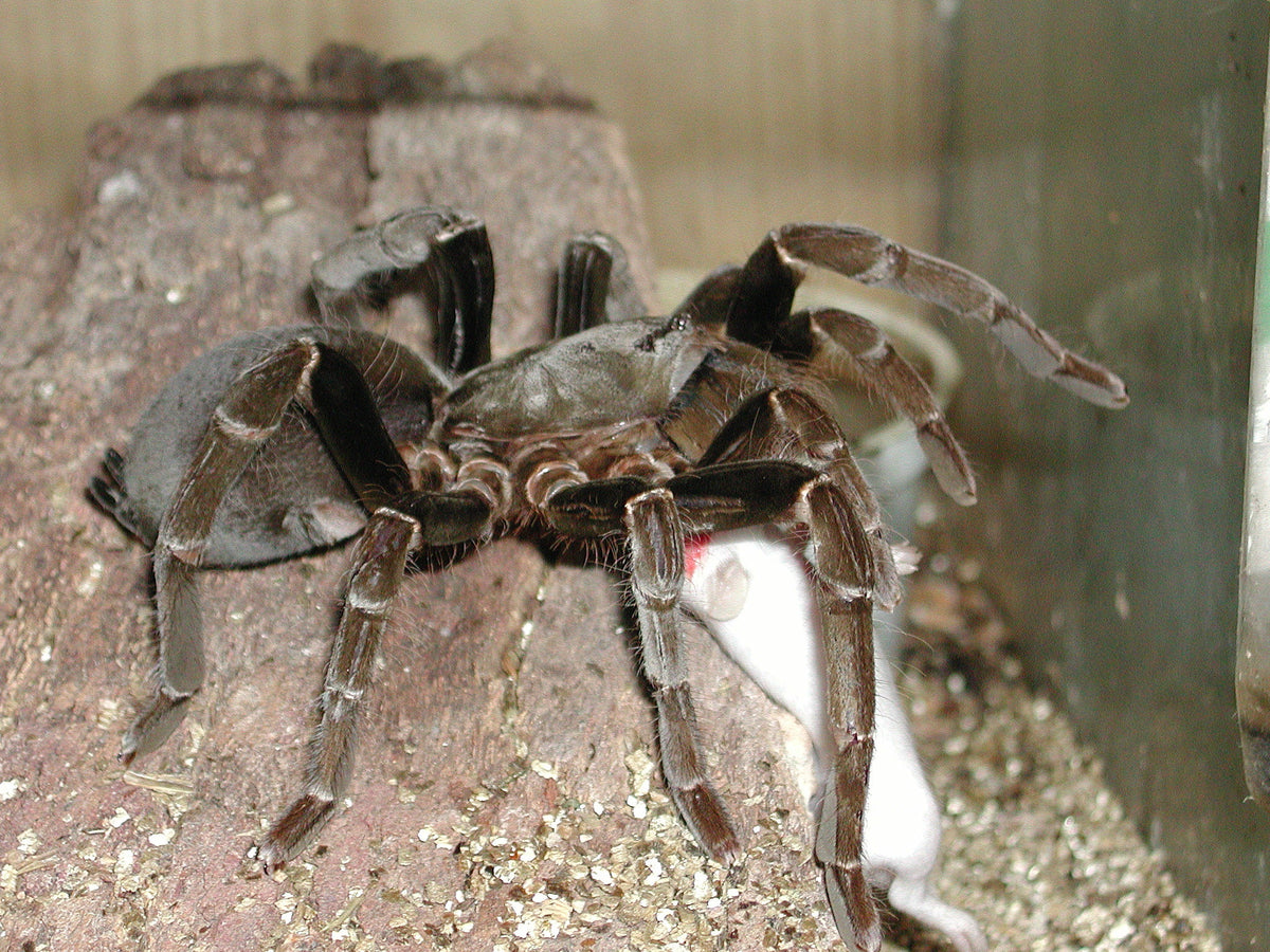 Hysterocrates gigas – ptasznik kameruński olbrzymi, zdjęcie 2