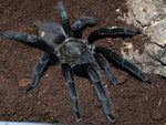 Chilobrachys sp. Kaeng Krachan – ptasznik kaeng krachan, zdjęcie 1