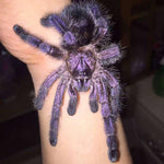 Avicularia purpurea – ptasznik fioletowy z różowymi palcami, zdjęcie 2