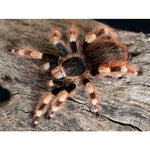 Nhandu coloratovillosus – ptasznik czerwono-czarny, zdjęcie 2