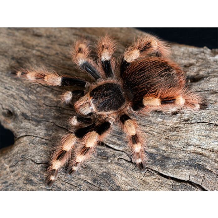Nhandu coloratovillosus – ptasznik czerwono-czarny, zdjęcie 2