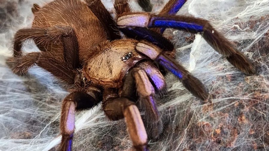 Chilobrachys natanicharum – ptasznik niebieski elektryczny, zdjęcie 5
