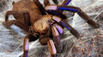 Chilobrachys natanicharum – ptasznik niebieski elektryczny, zdjęcie 5