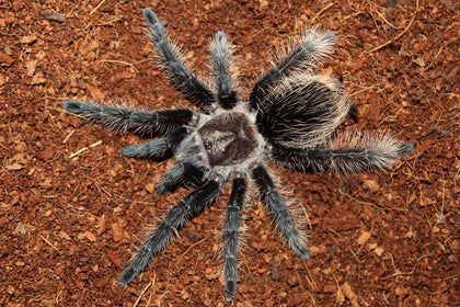 Tliltocatl albopilosus Nicaragua – ptasznik kędzierzawy nikaraguański, zdjęcie 1