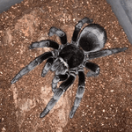 Grammostola pulchra – ptasznik brazylijski czarny, zdjęcie 3