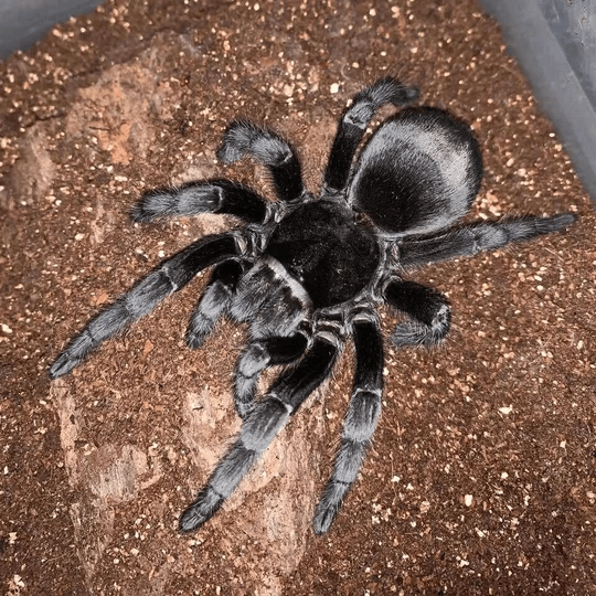 Grammostola pulchra – ptasznik brazylijski czarny, zdjęcie 3