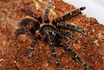 Ephebopus rufescens – mężec rudawy, zdjęcie 2