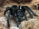 Grammostola pulchra – ptasznik brazylijski czarny, zdjęcie 4