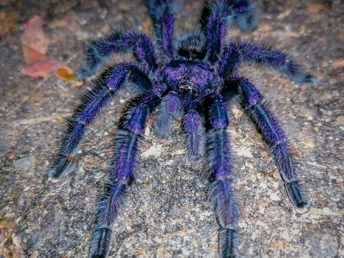 Avicularia purpurea – ptasznik fioletowy z różowymi palcami, zdjęcie 3
