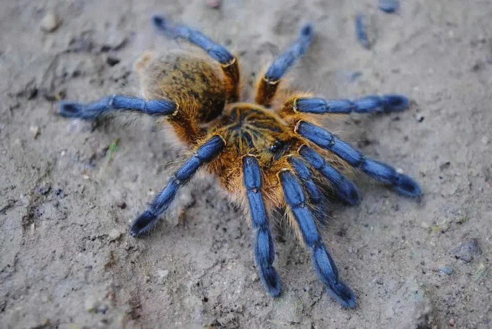 Harpactira pulchripes – ptasznik złotonogi, zdjęcie 5