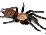 Chilobrachys fimbriatus – ptasznik indyjski pasiasty, zdjęcie 4