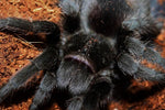 Grammostola pulchra – ptasznik brazylijski czarny, zdjęcie 2