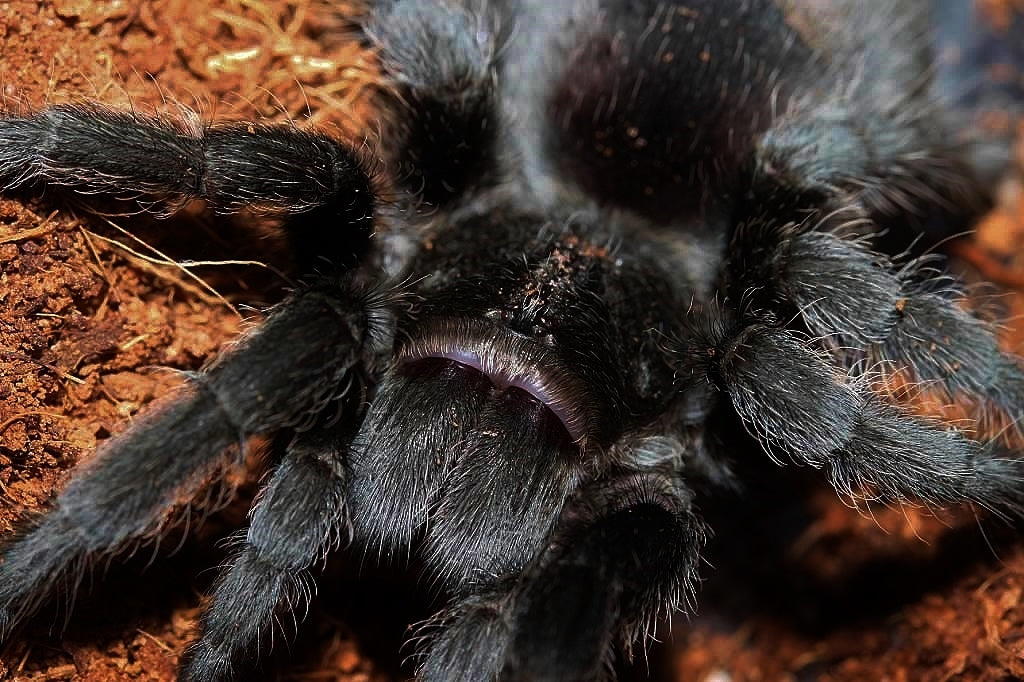 Grammostola pulchra – ptasznik brazylijski czarny, zdjęcie 2
