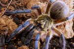 Harpactira pulchripes – ptasznik złotonogi, zdjęcie 4
