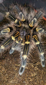 Grammostola pulchripes – ptasznik złotokolanowy, zdjęcie 7