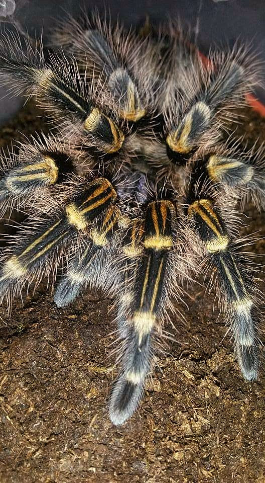 Grammostola pulchripes – ptasznik złotokolanowy, zdjęcie 7