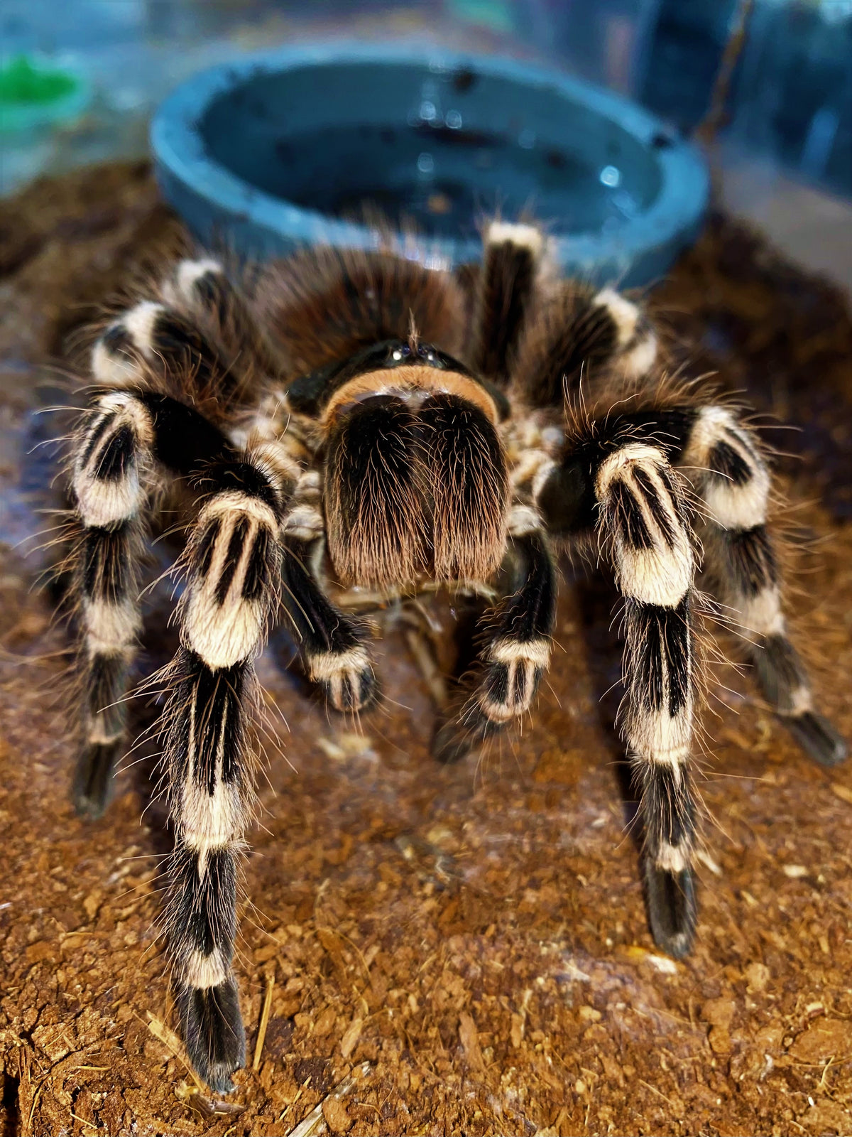 Acanthoscurria geniculata – ptasznik białokolanowy brazylijski, zdjęcie 1