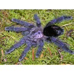 Avicularia purpurea – ptasznik fioletowy z różowymi palcami, zdjęcie 4