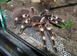 Acanthoscurria geniculata – ptasznik białokolanowy brazylijski, zdjęcie 3