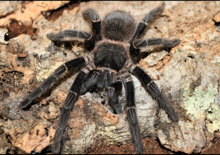 Lasiodora parahybana – ptasznik olbrzymi łososiowy, zdjęcie 2