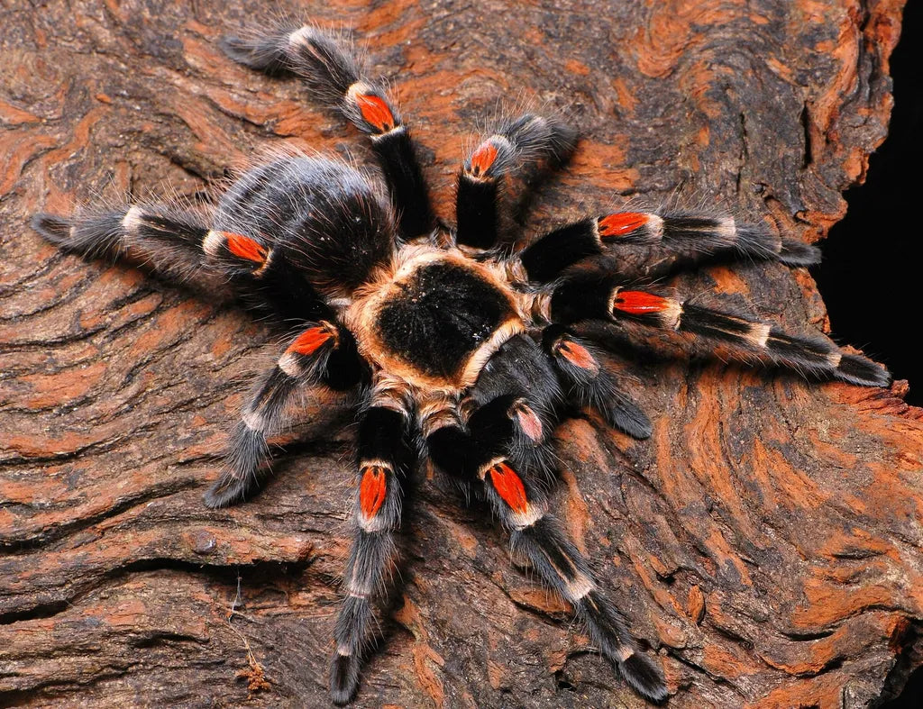 Brachypelma auratum – ptasznik meksykański złotokolanowy, zdjęcie 3