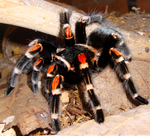 Brachypelma auratum – ptasznik meksykański złotokolanowy, zdjęcie 1