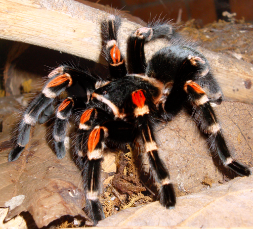 Brachypelma auratum – ptasznik meksykański złotokolanowy, zdjęcie 1