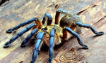 Harpactira pulchripes – ptasznik złotonogi, zdjęcie 3