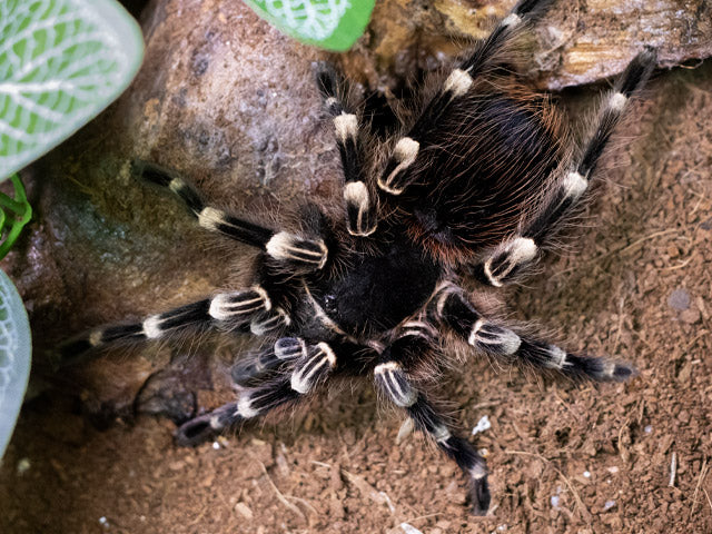 Acanthoscurria geniculata – ptasznik białokolanowy brazylijski, zdjęcie 4