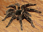 Lasiodora parahybana – ptasznik olbrzymi łososiowy, zdjęcie 1