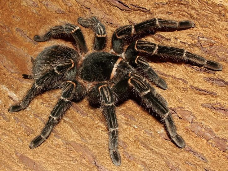 Lasiodora parahybana – ptasznik olbrzymi łososiowy, zdjęcie 1