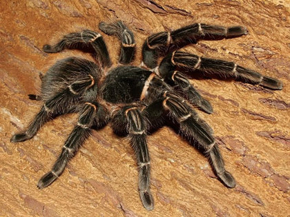 Lasiodora parahybana – ptasznik olbrzymi łososiowy, zdjęcie 1