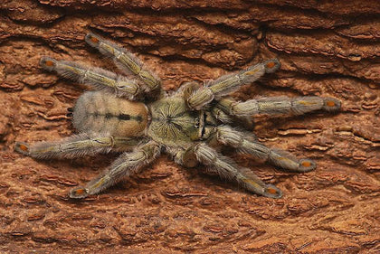 Psalmopoeus cambridgei – ptasznik trynidadzki tygrysi, zdjęcie 1