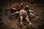 Nhandu chromatus – ptasznik czerwonopaskowy, zdjęcie 7