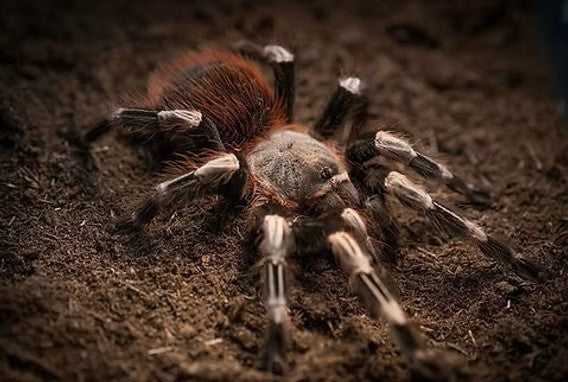 Nhandu chromatus – ptasznik czerwonopaskowy, zdjęcie 7