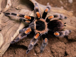 Brachypelma hamorii – ptasznik meksykański czerwonokolanowy, zdjęcie 3